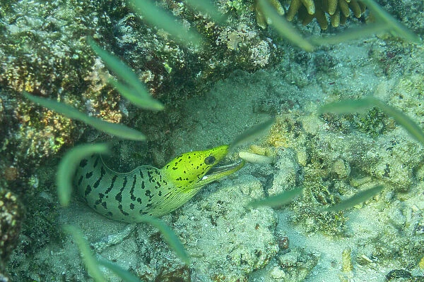 An adult fimbriated moray eel (Gymnothorax fimbriatus), surrounded by small fish off Bangka Island, Indonesia, Southeast Asia, Asia