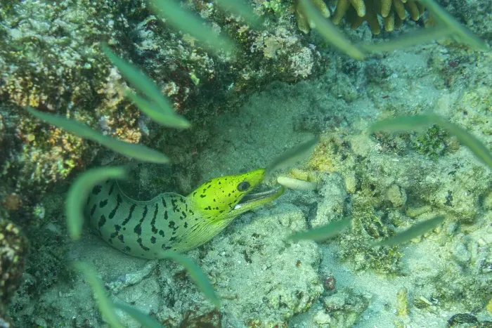 Framed Print : An adult fimbriated moray eel (Gymnothorax fimbriatus), surrounded by small fish off Bangka Island, Indonesia, Southeast Asia, Asia Framed Print : An adult fimbriated moray eel (Gymnothorax fimbriatus), surrounded by small fish off Bangka Island, Indonesia, Southeast Asia, Asia