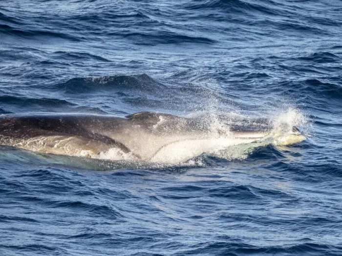 Framed Print : Adult fin whale (Balaenoptera physalus), feeding on krill near Coronation Island, South Orkney Islands, Antarctica, Polar Regions Framed Print : Adult fin whale (Balaenoptera physalus), feeding on krill near Coronation Island, South Orkney Islands, Antarctica, Polar Regions