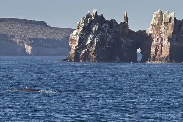 Adult fin whale (Balaenoptera physalus), Los Islotes, Gulf of California (Sea of Cortez), Baja California Sur, Mexico, North America