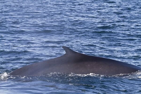 Adult fin whale (Balaenoptera physalus), Gulf of California (Sea of Cortez), Baja California Sur, Mexico, North America