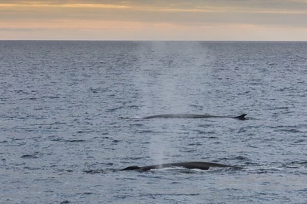 Adult fin whales (Balaenoptera physalus) surfacing off the west coast of Spitsbergen, Svalbard, Norway, Scandinavia, Europe