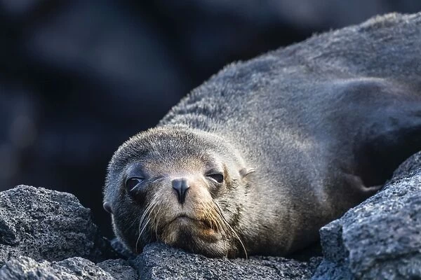 Adult Galapagos fur seal (Arctocephalus galapagoensis), hauled out on Santiago Island