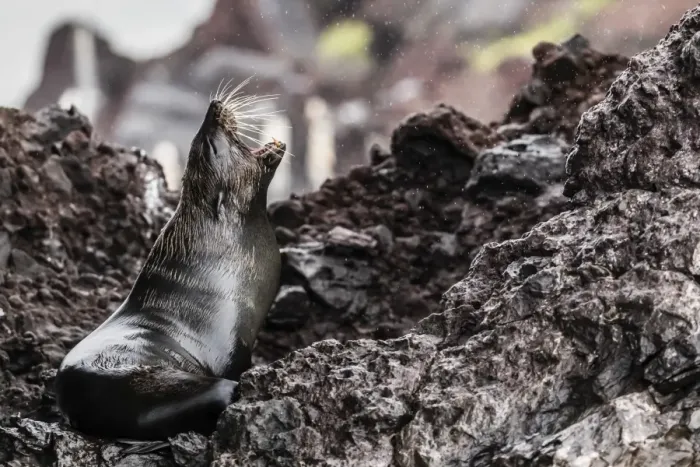Framed Print : Adult Galapagos fur seal (Arctocephalus galapagoensis), hauled out on Santiago Island Framed Print : Adult Galapagos fur seal (Arctocephalus galapagoensis), hauled out on Santiago Island