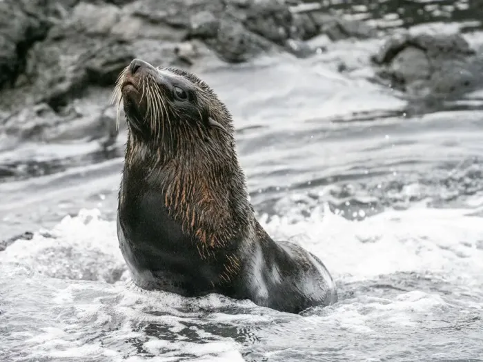 Framed Print : An adult Galapagos fur seal (Arctocephalus galapagoensis), Santiago Island, Galapagos