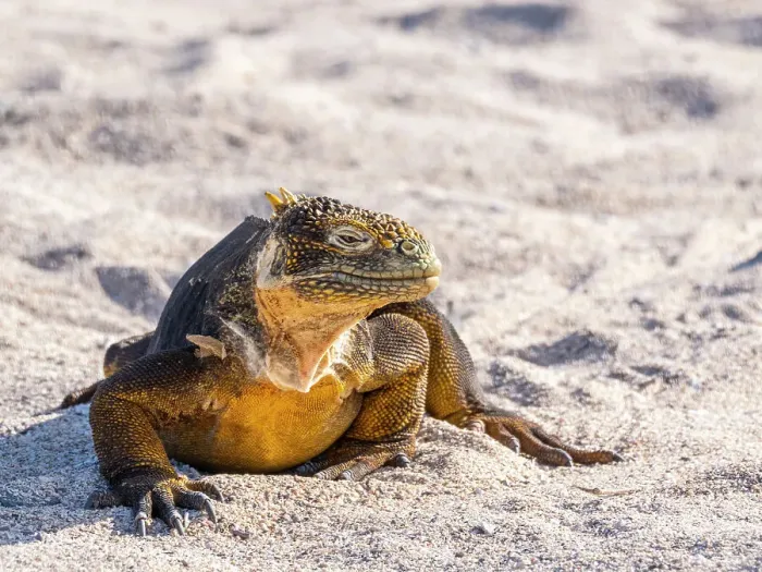 Framed Print : An adult Galapagos land iguana (Conolophus subcristatus), basking on North Seymour Island, Galapagos Islands, UNESCO World Heritage Site, Ecuador, South America Framed Print : An adult Galapagos land iguana (Conolophus subcristatus), basking on North Seymour Island, Galapagos Islands, UNESCO World Heritage Site, Ecuador, South America