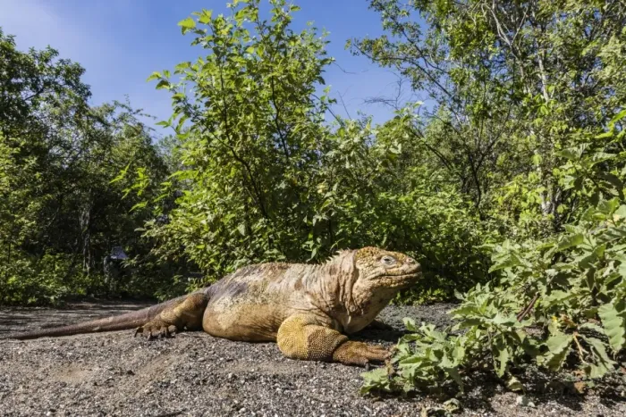 Framed Print : Adult Galapagos land iguana (Conolophus subcristatus) basking in Urbina Bay, Isabela Island Framed Print : Adult Galapagos land iguana (Conolophus subcristatus) basking in Urbina Bay, Isabela Island