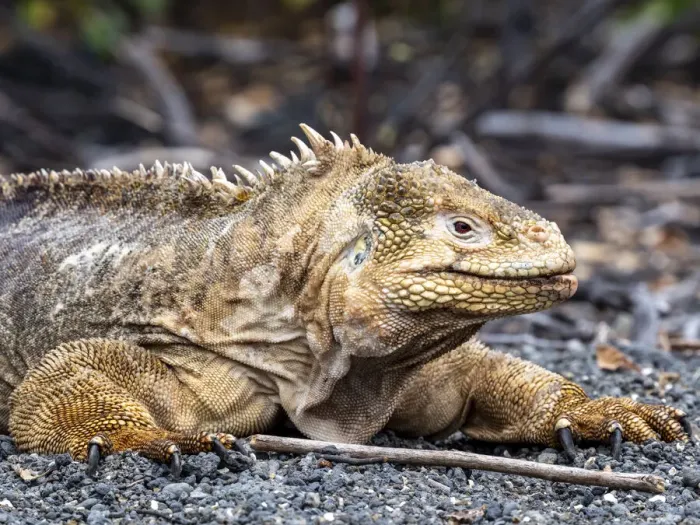 Framed Print : Adult Galapagos land iguana (Conolophus subcristatus) feeding in Urbina Bay Framed Print : Adult Galapagos land iguana (Conolophus subcristatus) feeding in Urbina Bay