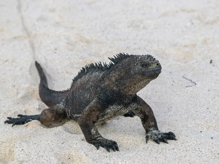 Framed Print : Adult Galapagos marine iguana (Amblyrhynchus cristatus), on the beach at Cerro Brujo Beach, San Cristobal Island, Galapagos Islands, UNESCO World Heritage Site, Ecuador, South America Framed Print : Adult Galapagos marine iguana (Amblyrhynchus cristatus), on the beach at Cerro Brujo Beach, San Cristobal Island, Galapagos Islands, UNESCO World Heritage Site, Ecuador, South America