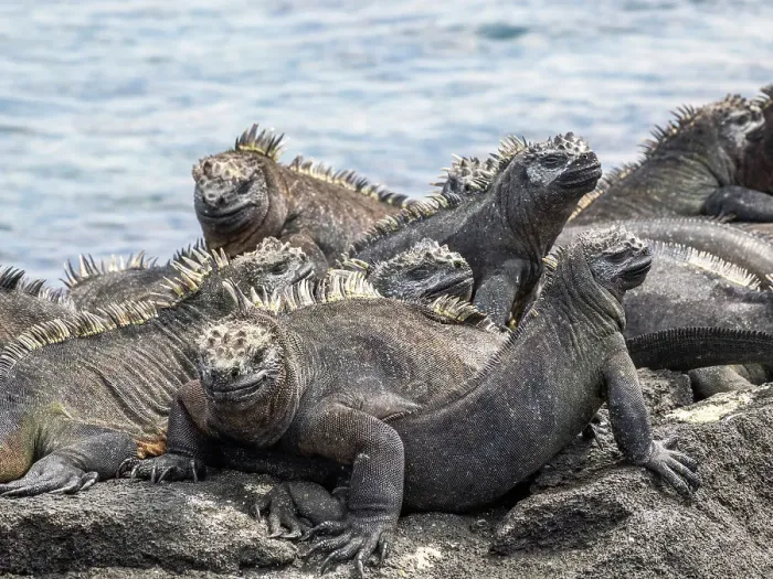 Framed Print : Adult Galapagos marine iguanas (Amblyrhynchus cristatus), basking on Fernandina Island, Galapagos Islands, UNESCO World Heritage Site, Ecuador, South America Framed Print : Adult Galapagos marine iguanas (Amblyrhynchus cristatus), basking on Fernandina Island, Galapagos Islands, UNESCO World Heritage Site, Ecuador, South America