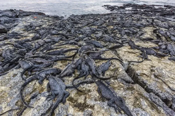 Framed Print : Adult Galapagos marine iguanas (Amblyrhynchus cristatus) basking on Fernandina Island, Galapagos Islands, UNESCO World Heritage Site, Ecuador, South America r Framed Print : Adult Galapagos marine iguanas (Amblyrhynchus cristatus) basking on Fernandina Island, Galapagos Islands, UNESCO World Heritage Site, Ecuador, South America r