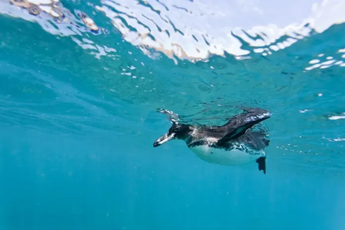 Framed Print : Adult Galapagos penguin (Spheniscus mendiculus) underwater, Bartolome Island, Galapagos Islands, Ecuador, South America Framed Print : Adult Galapagos penguin (Spheniscus mendiculus) underwater, Bartolome Island, Galapagos Islands, Ecuador, South America