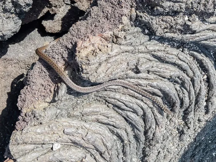Framed Print : An adult Galapagos racer (Pseudalsophis biserialis), on pahoehoe lava on Fernandina Island, Galapagos Islands, UNESCO World Heritage Site, Ecuador, South America