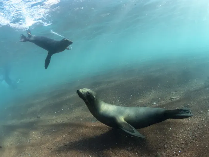 Framed Print : Adult Galapagos sea lions (Zalophus wollebaeki) underwater on Rabida Island, Galapagos