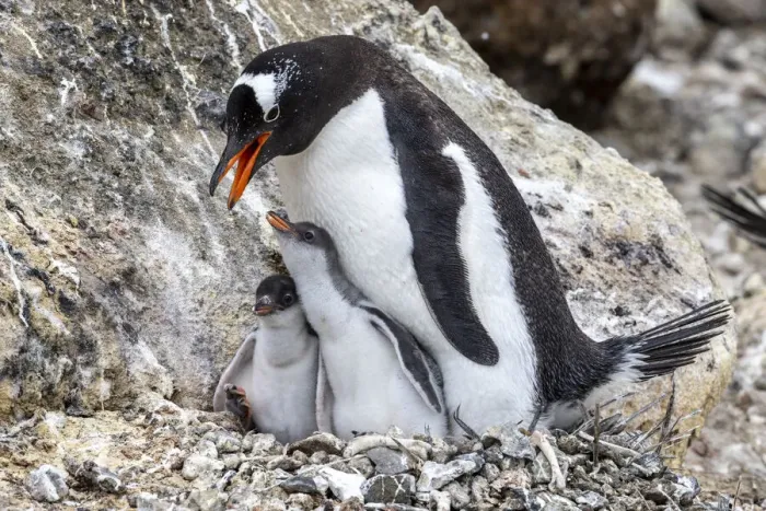 Framed Print : Adult gentoo penguin (Pygoscelis papua), feeding hungry chicks at Brown Bluff, Antarctica Framed Print : Adult gentoo penguin (Pygoscelis papua), feeding hungry chicks at Brown Bluff, Antarctica