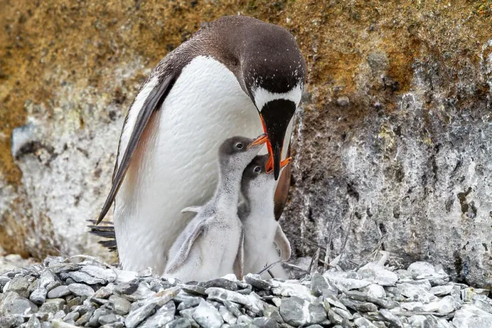 Framed Print : Adult gentoo penguin (Pygoscelis papua), feeding chicks at Brown Bluff near the Antarctic Peninsula, Southern Ocean, Polar Regions Framed Print : Adult gentoo penguin (Pygoscelis papua), feeding chicks at Brown Bluff near the Antarctic Peninsula, Southern Ocean, Polar Regions