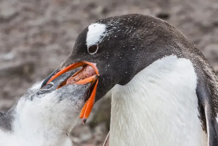 Framed Print : Adult gentoo penguin (Pygoscelis papua) feeding chick, Hannah Point, Livingston Island, South Shetland Islands, Antarctica, Southern Ocean, Polar Regions Framed Print : Adult gentoo penguin (Pygoscelis papua) feeding chick, Hannah Point, Livingston Island, South Shetland Islands, Antarctica, Southern Ocean, Polar Regions