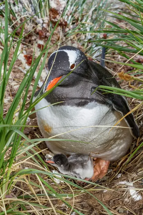 Framed Print : Adult gentoo penguin (Pygoscelis papua) with minutes-old newly hatched chick at Gold Harbor on South Georgia
