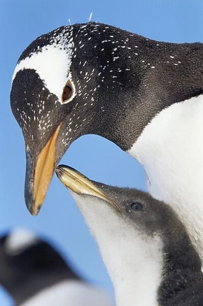 An adult gentoo penguin (Pygoscelis papua papua) looking at his chick, Sea Lion Island