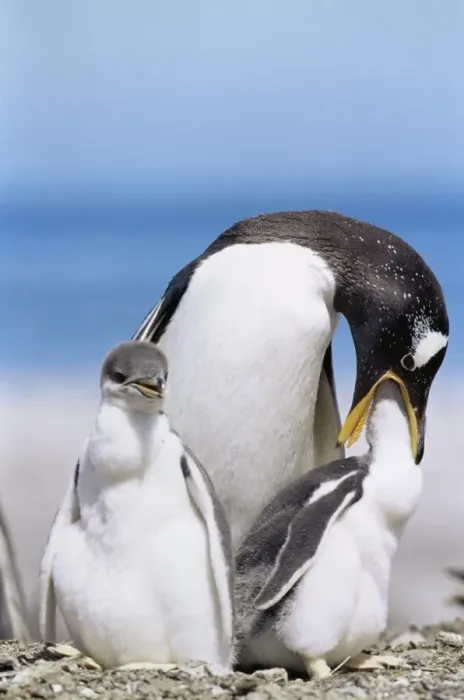 Framed Print : An adult gentoo penguin (Pygoscelis papua papua) feeding a chick, Sea Lion Island