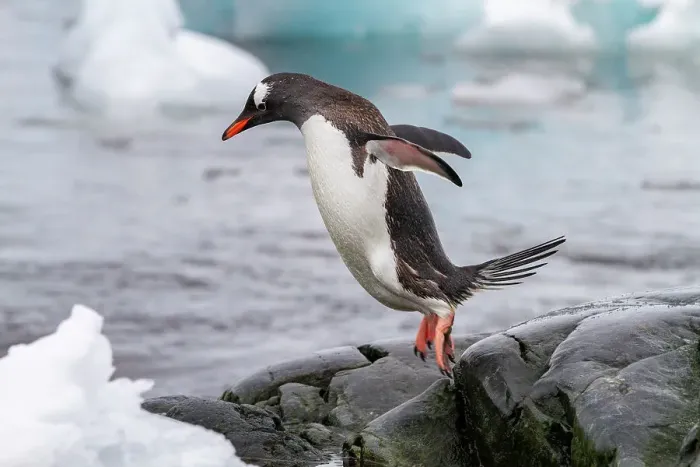Framed Print : Adult gentoo penguins (Pygoscelis papua), returning and coming from the sea at Booth Island, Antarctica, Southern Ocean, Polar Regions Framed Print : Adult gentoo penguins (Pygoscelis papua), returning and coming from the sea at Booth Island, Antarctica, Southern Ocean, Polar Regions