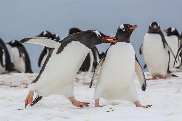 Adult gentoo penguins (Pygoscelis papua) aggression, Neko Harbor, Antarctica, Southern Ocean, Polar Regions