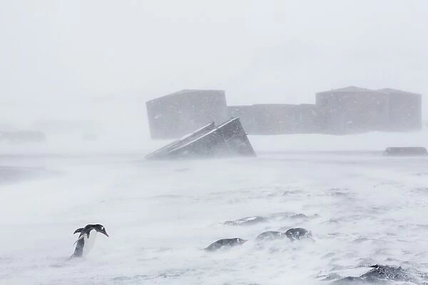 Adult gentoo penguins (Pygoscelis papua) in snow storm, Port Foster, Deception Island, Antarctica, Southern Ocean, Polar Regions