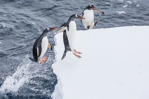 Adult gentoo penguins (Pygoscelis papua) leaping onto ice in the Enterprise Islands, Antarctica, Southern Ocean, Polar Regions