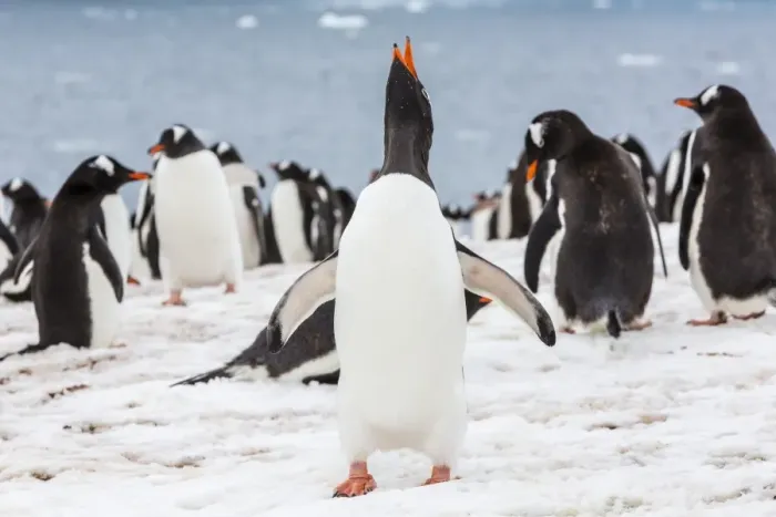Framed Print : Adult gentoo penguins (Pygoscelis papua) courtship display, Neko Harbor, Antarctica, Southern Ocean, Polar Regions Framed Print : Adult gentoo penguins (Pygoscelis papua) courtship display, Neko Harbor, Antarctica, Southern Ocean, Polar Regions