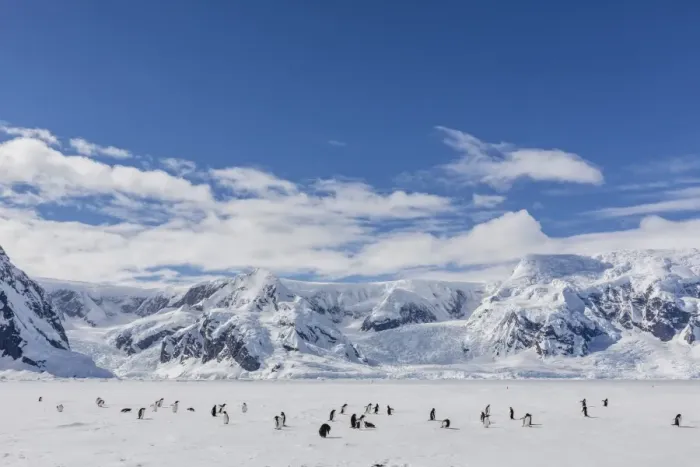 Framed Print : Adult gentoo penguins (Pygoscelis papua) in the Enterprise Islands, Antarctica, Southern Ocean, Polar Regions Framed Print : Adult gentoo penguins (Pygoscelis papua) in the Enterprise Islands, Antarctica, Southern Ocean, Polar Regions