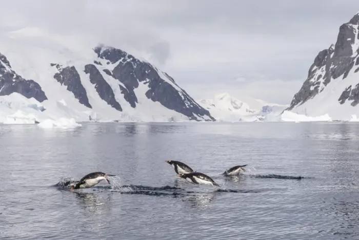 Framed Print : Adult gentoo penguins (Pygoscelis papua) porpoising, Danco Island, Antarctica, Polar Regions Framed Print : Adult gentoo penguins (Pygoscelis papua) porpoising, Danco Island, Antarctica, Polar Regions