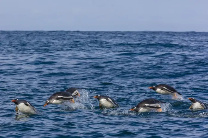 Framed Print : Adult gentoo penguins (Pygoscelis papua) porpoising for speed in Cooper Bay, South Georgia, UK Overseas Protectorate, Polar Regions Framed Print : Adult gentoo penguins (Pygoscelis papua) porpoising for speed in Cooper Bay, South Georgia, UK Overseas Protectorate, Polar Regions