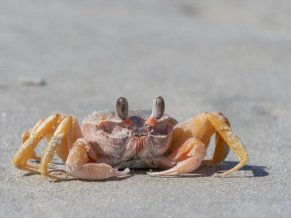 Adult ghost crab (Ocypode spp), on the beach at Isla Magdalena, Baja California Sur