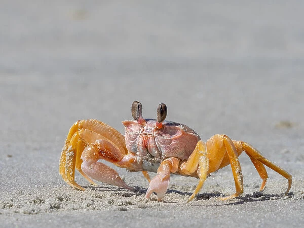 Adult ghost crab (Ocypode spp) on the beach at Isla Magdalena, Baja California Sur
