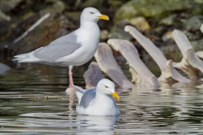 Framed Print : Adult glaucous gull (Larus hyperboreus) near fin whale carcass in the Svalbard Archipelago, Norway