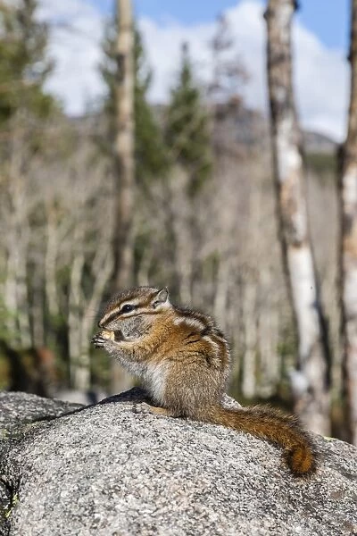 An adult golden-mantled ground squirrel (Callospermophilus lateralis) feeding, Rocky Mountain National Park, Colorado, United States of America, North America