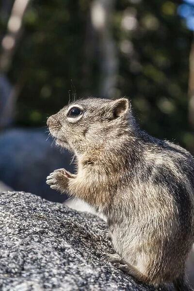An adult golden-mantled ground squirrel (Callospermophilus lateralis), Rocky Mountain National Park, Colorado, United States of America, North America