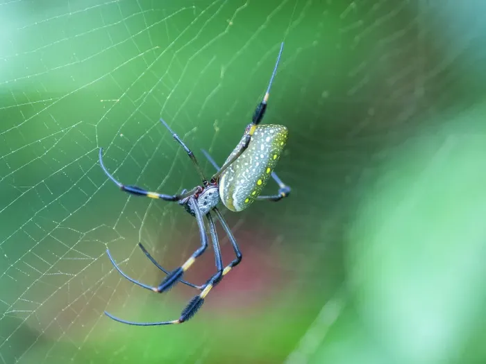 Framed Print : An adult golden silk spider (Trichonephila clavipes) in its web, Caletas, Costa Rica, Central America Framed Print : An adult golden silk spider (Trichonephila clavipes) in its web, Caletas, Costa Rica, Central America