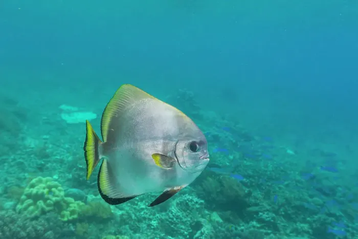 Framed Print : An adult golden spadefish (Platax boersii), off Sauwaderek Village Reef, Raja Ampat, Indonesia, Southeast Asia, Asia Framed Print : An adult golden spadefish (Platax boersii), off Sauwaderek Village Reef, Raja Ampat, Indonesia, Southeast Asia, Asia