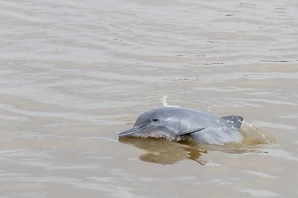 Adult gray dolphin (bufeo gris) (Sotalia fluviatilis), Amazon National Park, Loreto