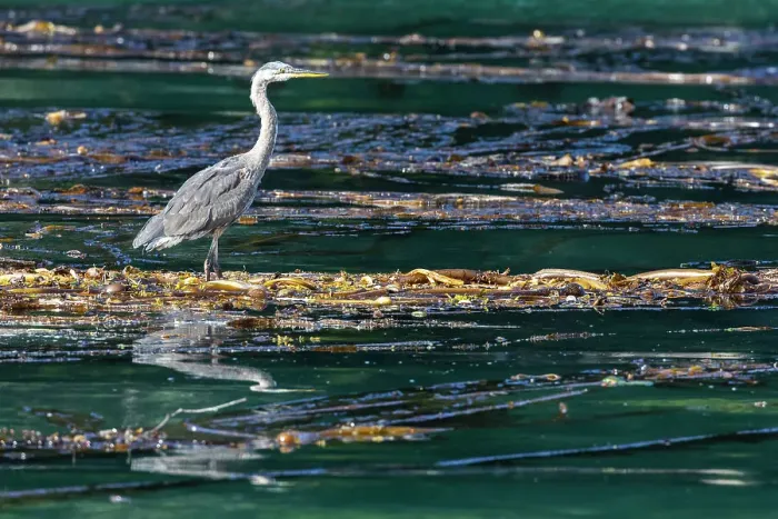Framed Print : Adult great blue heron (Ardea herodias), in the Inian Islands in southeast Alaska, United States of America, North America Framed Print : Adult great blue heron (Ardea herodias), in the Inian Islands in southeast Alaska, United States of America, North America
