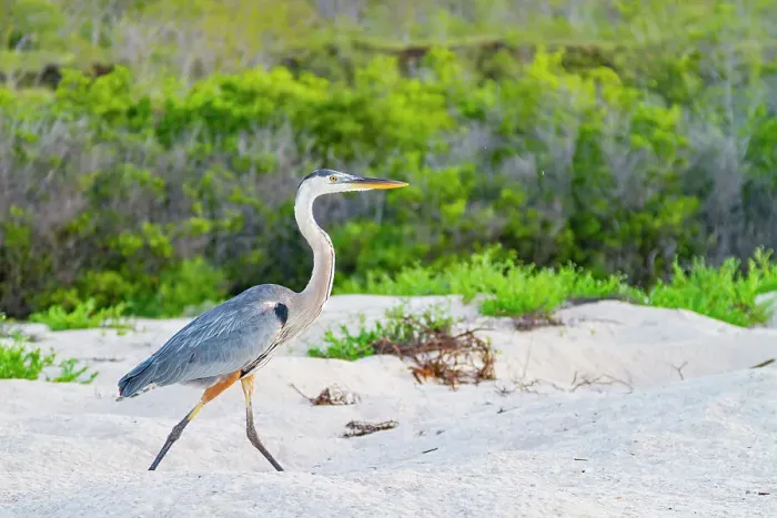 Framed Print : Adult great blue heron (Ardea herodias cognata) hunting for green sea turtle hatchlings in the Galapagos Islands, UNESCO World Heritage Site, Ecuador, South America Framed Print : Adult great blue heron (Ardea herodias cognata) hunting for green sea turtle hatchlings in the Galapagos Islands, UNESCO World Heritage Site, Ecuador, South America
