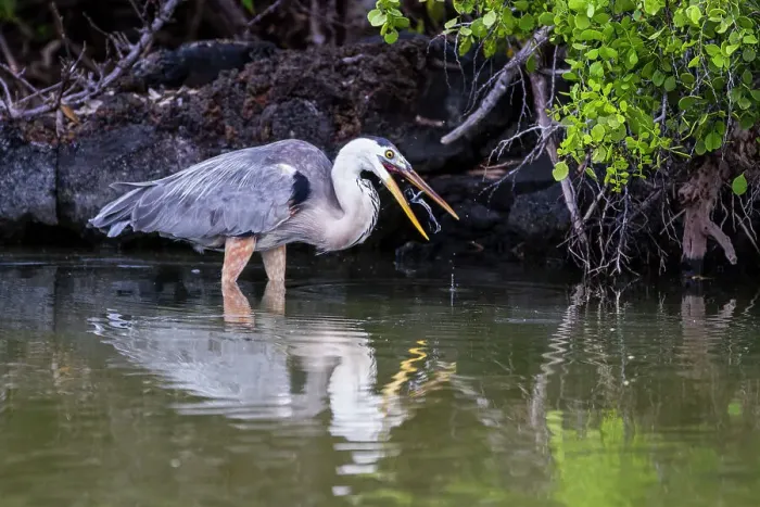 Framed Print : Adult great blue heron (Ardea herodias cognata) feeding on green sea turtle hatchlings, Galapagos Islands, UNESCO World Heritage Site, Ecuador, South America Framed Print : Adult great blue heron (Ardea herodias cognata) feeding on green sea turtle hatchlings, Galapagos Islands, UNESCO World Heritage Site, Ecuador, South America