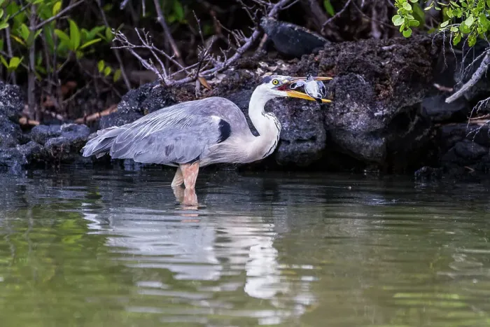 Framed Print : Adult great blue heron (Ardea herodias cognata) feeding on green sea turtle hatchlings, Galapagos Islands, UNESCO World Heritage Site, Ecuador, South America Framed Print : Adult great blue heron (Ardea herodias cognata) feeding on green sea turtle hatchlings, Galapagos Islands, UNESCO World Heritage Site, Ecuador, South America
