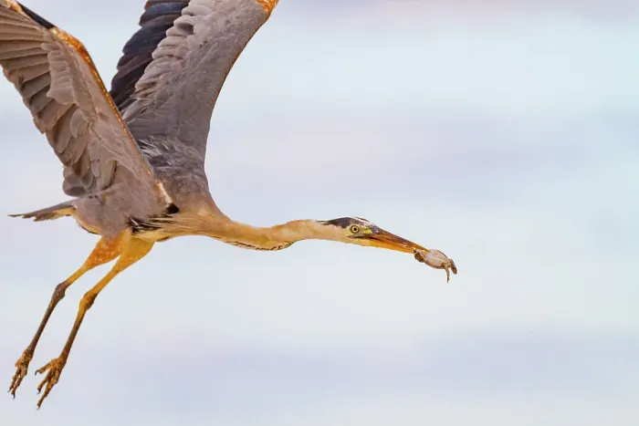 Framed Print : Adult great blue heron (Ardea herodias cognata) feeding on green sea turtle hatchlings, Galapagos Islands, UNESCO World Heritage Site, Ecuador, South America