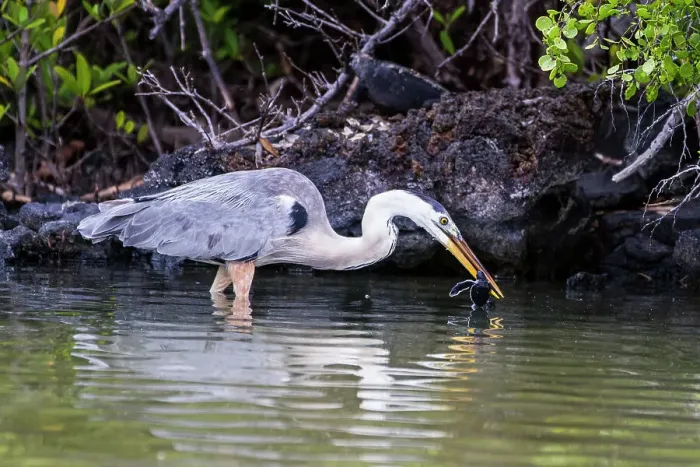 Framed Print : Adult great blue heron (Ardea herodias cognata) feeding on green sea turtle hatchlings, Galapagos Islands, UNESCO World Heritage Site, Ecuador, South America