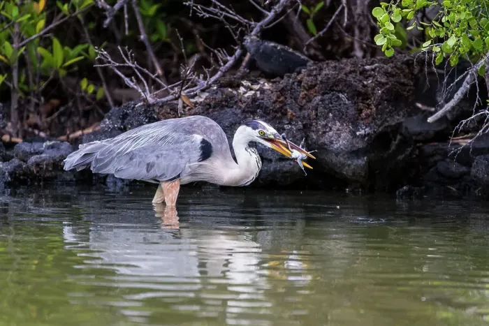 Framed Print : Adult great blue heron (Ardea herodias cognata) feeding on green sea turtle hatchlings, Galapagos Islands, UNESCO World Heritage Site, Ecuador, South America