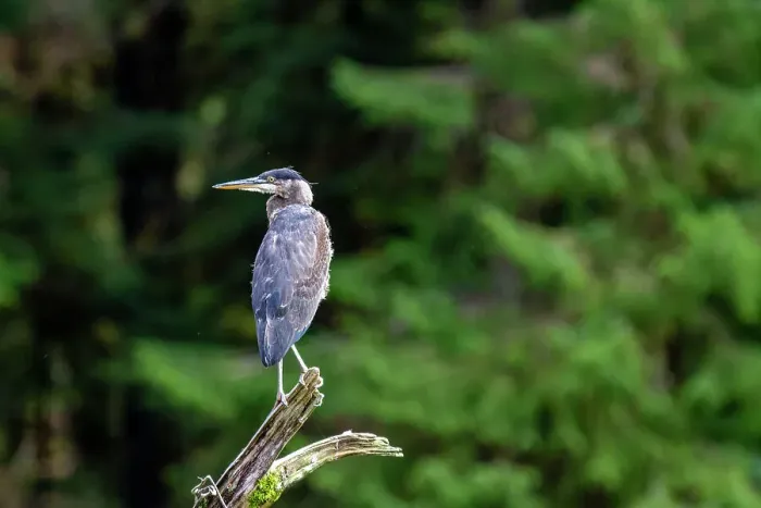 Framed Print : An adult great blue heron (Ardea herodias) perched beside a river in Misty Fjords National Monument, United States of America, North America Framed Print : An adult great blue heron (Ardea herodias) perched beside a river in Misty Fjords National Monument, United States of America, North America