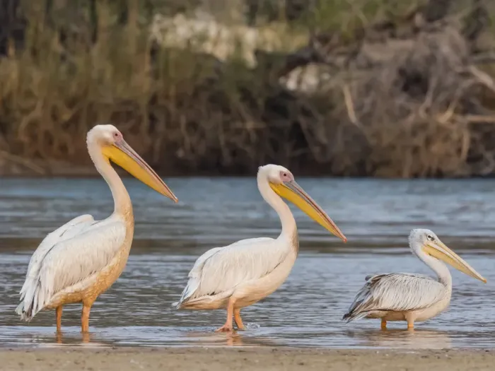Framed Print : Adult great white pelicans (Pelecanus onocrotalus), on the Zambezi River, Mosi-oa-Tunya Framed Print : Adult great white pelicans (Pelecanus onocrotalus), on the Zambezi River, Mosi-oa-Tunya