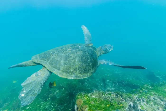 Framed Print : Adult green sea turtle (Chelonia mydas) underwater near Isabela Island, Galapagos Islands, Ecuador, South America Framed Print : Adult green sea turtle (Chelonia mydas) underwater near Isabela Island, Galapagos Islands, Ecuador, South America